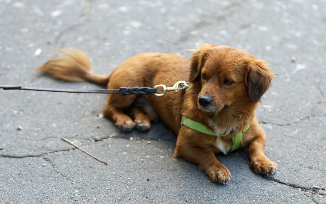 Mit den richtigen Spartipps kannst du als Tierhalter bei der Haftpflichtversicherung Geld sparen und trotzdem gut abgesichert bleiben.